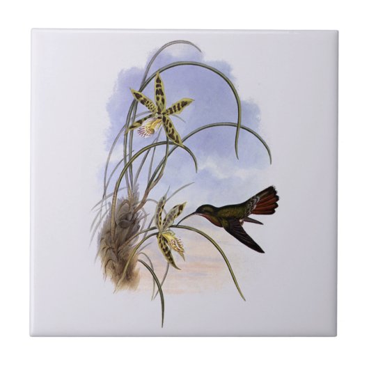 Dierentuin uit het verleden, Kolibrie Vogel Orchid Tegeltje (Voorkant)