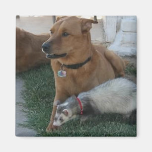 Dierenvrienden Magnet met Ferret en de Dog.