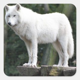 Dierenwolf Natuur Vrede Liefde Destiny Vierkante Sticker