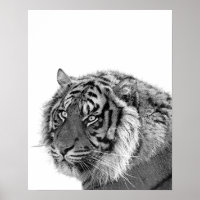 Dierfoto van tijger wild oerwoud zwart-wit