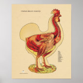 Diergeneeskunde op de Chicken Hen Muscle Anatomee  Poster (Voorkant)