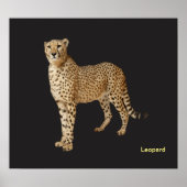 Dierlijk afbeelding voor poster (Voorkant)