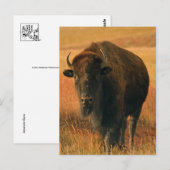 Dierlijk Briefkaart (Voorkant / Achterkant)