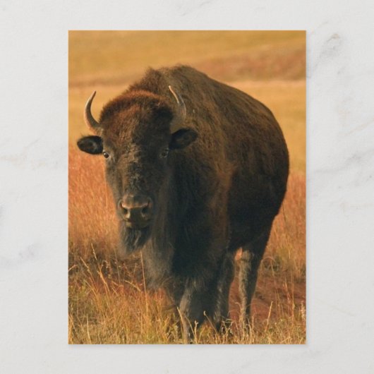 Dierlijk Briefkaart (Voorkant)