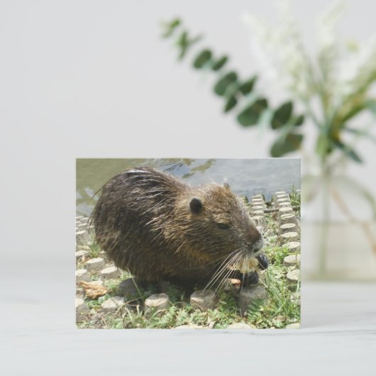 dierlijk briefkaart " nutria rat " (Staand voorkant)