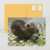 dierlijk briefkaart " nutria rat " (Voorkant / Achterkant)
