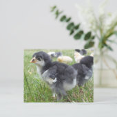 dierlijk, chick, kip, boerderij, schattig, vogel, briefkaart (Staand voorkant)