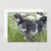 dierlijk, chick, kip, boerderij, schattig, vogel, briefkaart (Voorkant / Achterkant)
