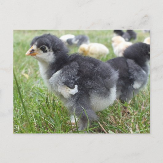 dierlijk, chick, kip, boerderij, schattig, vogel, briefkaart (Voorkant)