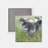dierlijk, chick, kip, boerderij, schattig, vogel,  magneet (Voorkant / Achterkant)