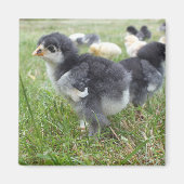 dierlijk, chick, kip, boerderij, schattig, vogel,  magneet (Voorkant)