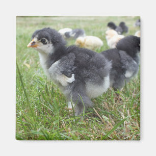 dierlijk, chick, kip, boerderij, schattig, vogel,  magneet