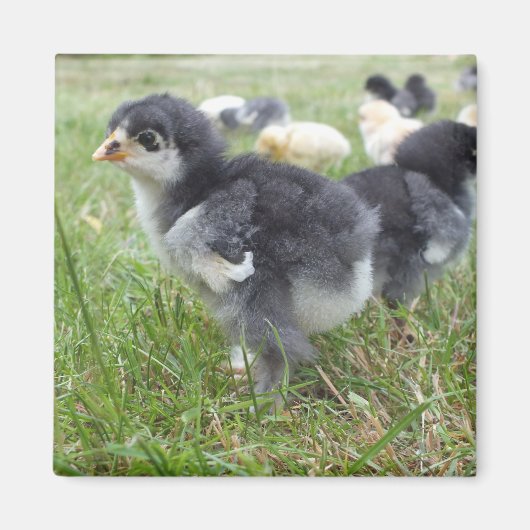 dierlijk, chick, kip, boerderij, schattig, vogel,  magneet (Voorkant)