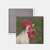 dierlijk, chick, kip, boerderij, schattig, vogel,  magneet (Voorkant / Achterkant)