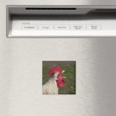 dierlijk, chick, kip, boerderij, schattig, vogel,  magneet (Insitu (Vaatwasser))
