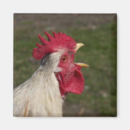 dierlijk, chick, kip, boerderij, schattig, vogel,  magneet (Voorkant)