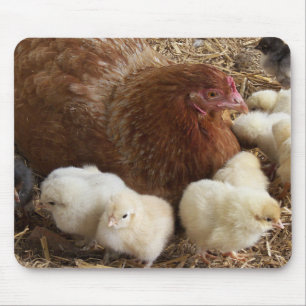 dierlijk, chick, kip, boerderij, schattig, vogel, muismat