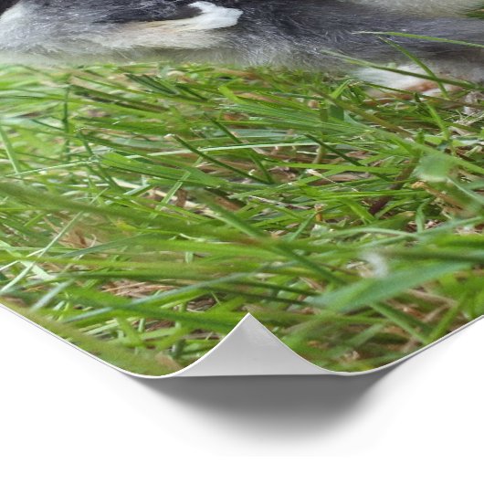 dierlijk, chick, kip, boerderij, schattig, vogel, poster (Hoek)