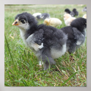 dierlijk, chick, kip, boerderij, schattig, vogel, poster