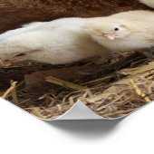 dierlijk, chick, kip, boerderij, schattig, vogel,  poster (Hoek)