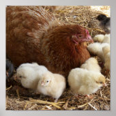 dierlijk, chick, kip, boerderij, schattig, vogel,  poster (Voorkant)