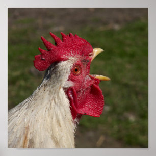 dierlijk, chick, kip, boerderij, schattig, vogel, poster
