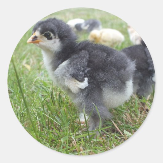 dierlijk, chick, kip, boerderij, schattig, vogel,  ronde sticker (Voorkant)