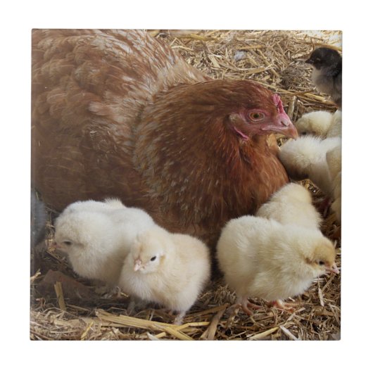 dierlijk, chick, kip, boerderij, schattig, vogel,  tegeltje (Voorkant)