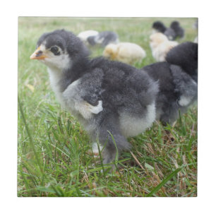 dierlijk, chick, kip, boerderij, schattig, vogel,  tegeltje