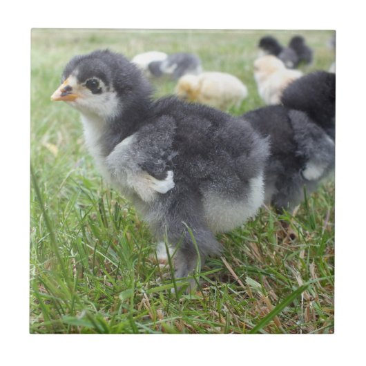 dierlijk, chick, kip, boerderij, schattig, vogel,  tegeltje (Voorkant)