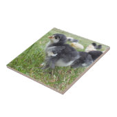 dierlijk, chick, kip, boerderij, schattig, vogel,  tegeltje (Zijkant)