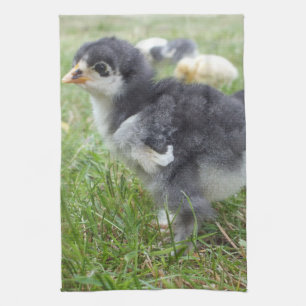 dierlijk, chick, kip, boerderij, schattig, vogel,  theedoek