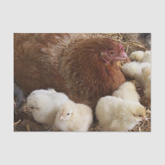 dierlijk, chick, kip, boerderij, schattig, vogel,  tissuepapier (Voorkant)