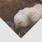 dierlijk, chick, kip, boerderij, schattig, vogel,  tissuepapier (Detail)