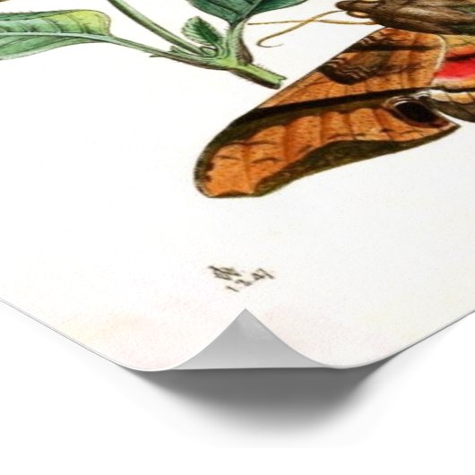 Dierlijk-insect-Butterfly-Rare-Oriental-Entymol Poster (Hoek)