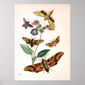 Dierlijk-insect-Butterfly-Rare-Oriental-Entymol Poster (Voorkant)
