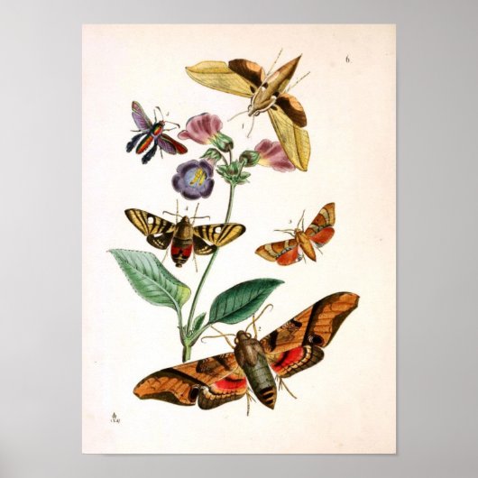 Dierlijk-insect-Butterfly-Rare-Oriental-Entymol Poster (Voorkant)