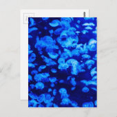 Dierlijk Jelly Fish Water Blue Briefkaart (Voorkant / Achterkant)