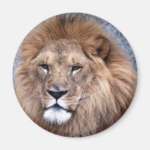 Dierlijk wild 1 magneet