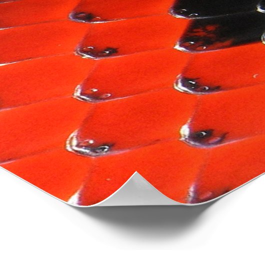 Dierlijke afdrukken - 1 poster (Hoek)