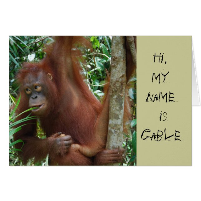 Dierlijke artiesten (Voorkant Horizontaal)