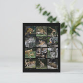 Dierlijke Baby Collage Post Card Briefkaart (Staand voorkant)