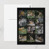 Dierlijke Baby Collage Post Card Briefkaart (Voorkant / Achterkant)