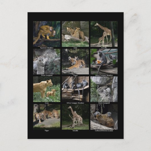 Dierlijke Baby Collage Post Card Briefkaart (Voorkant)