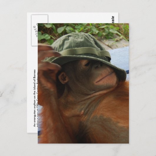 Dierlijke Baby-nap-tijd Briefkaart (Voorkant / Achterkant)