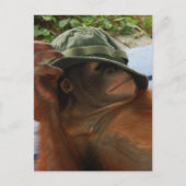 Dierlijke Baby-nap-tijd Briefkaart (Voorkant)