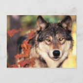 Dierlijke briefkaarten 36 (Voorkant)