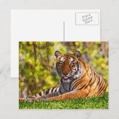 Dierlijke briefkaarten 37 (Voorkant / Achterkant)