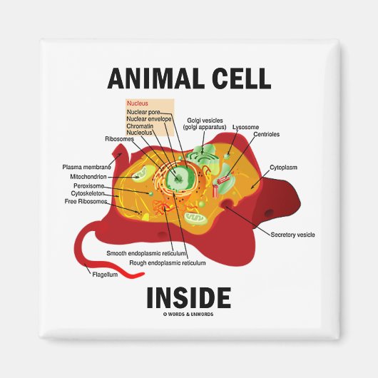 Dierlijke cel binnen (Eukaryote Cell Biology) Magneet (Voorkant)
