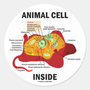 Dierlijke cel binnen (Eukaryote Cell Biology) Ronde Sticker